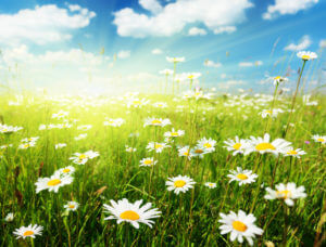 field of daisy flowers